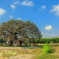 Adansonia digitata L.